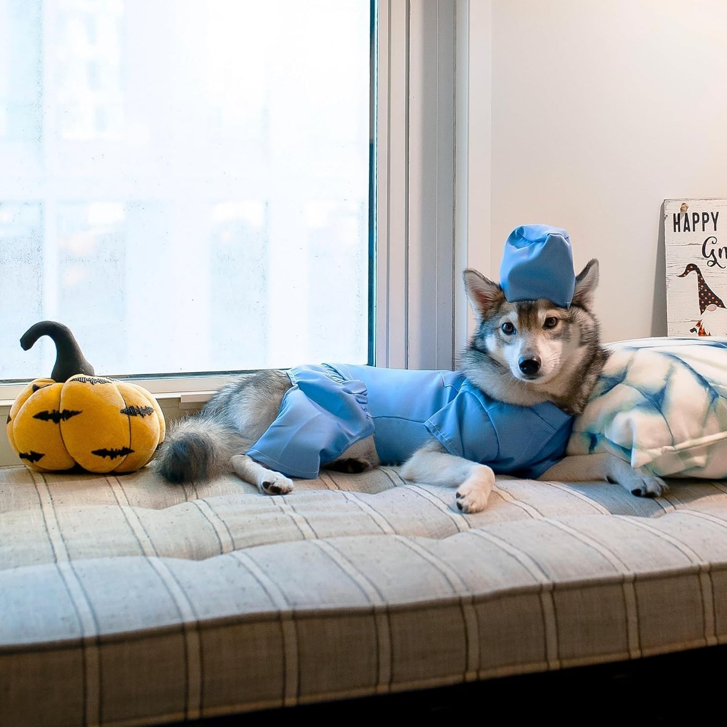 Scrubs Dog Costume (Medium)