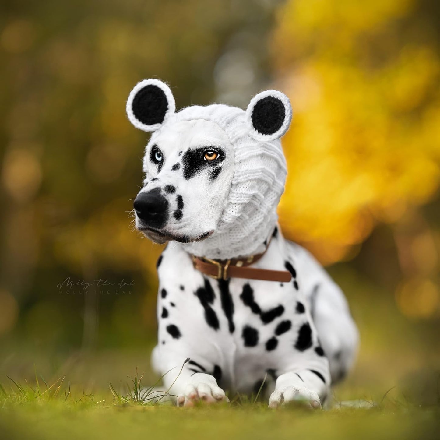 Panda Costume - Warm Knit Dog Snood Wrap for Pets, Neck Ear Cover Protection, Halloween Winter (Small)