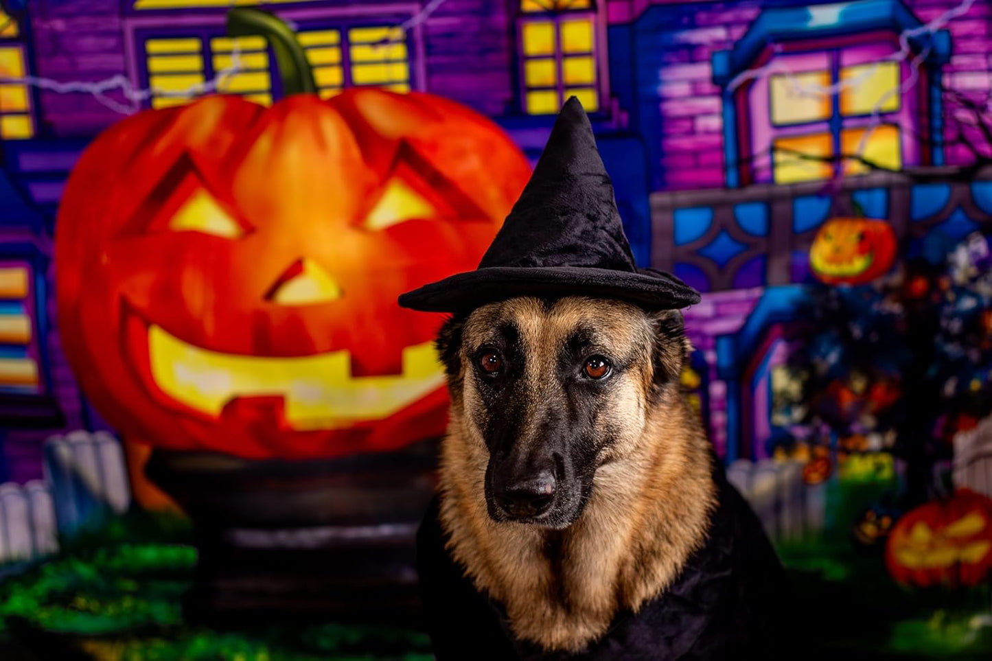 Halloween Witch Cape and Hat Dog Costume (X-Large)