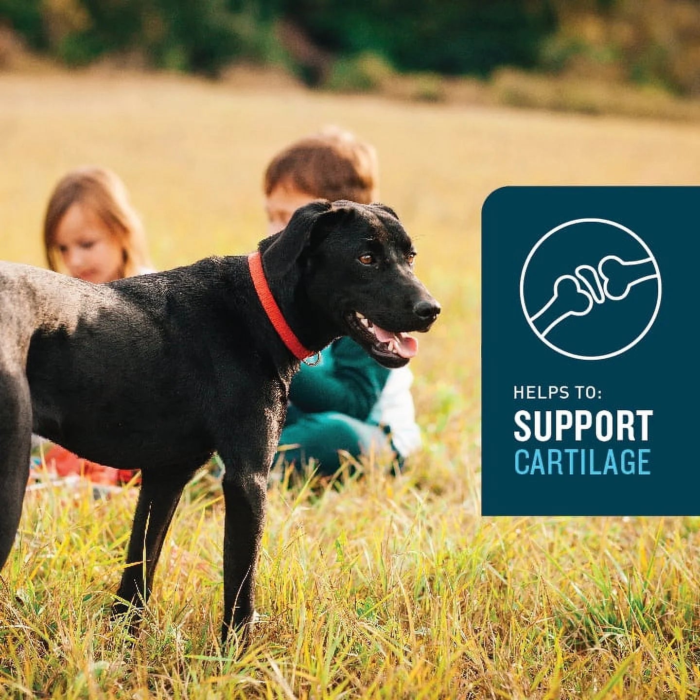 (3 Pack) Hip & Joint Supplement for Dogs, Chicken Flavored Soft Chews, 7.4 Oz, 60 Count