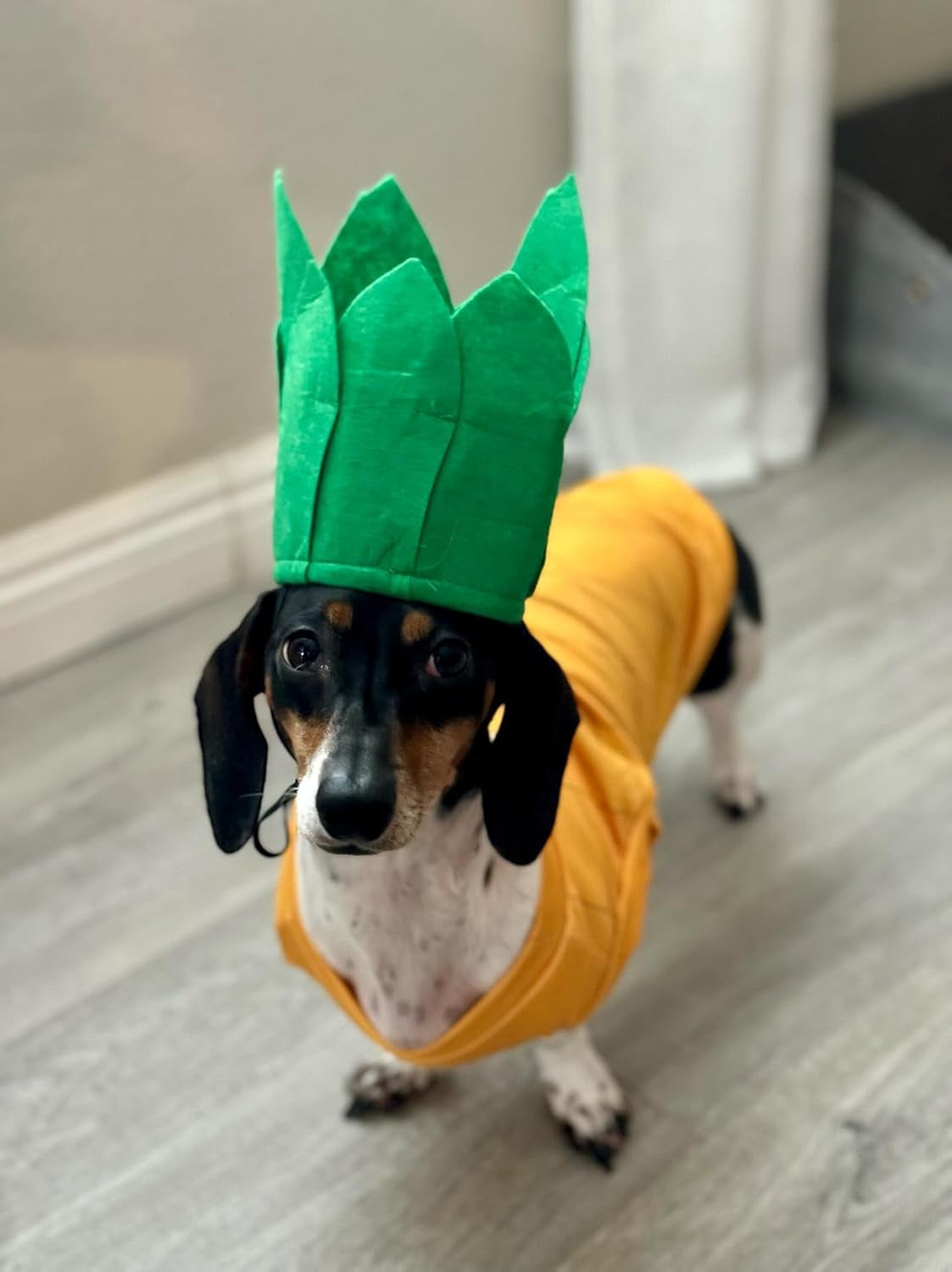Pineapple Dog Halloween Costume (Medium)