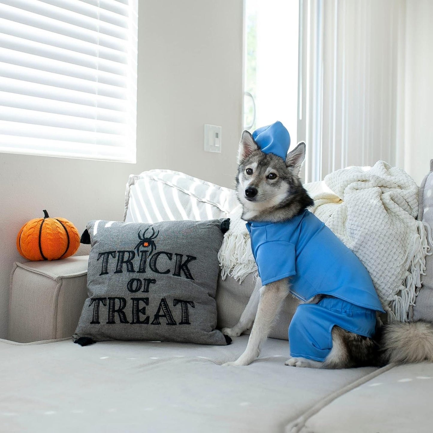 Scrubs Dog Costume (Medium)