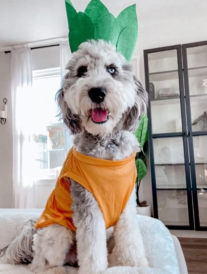Pineapple Dog Halloween Costume (Medium)