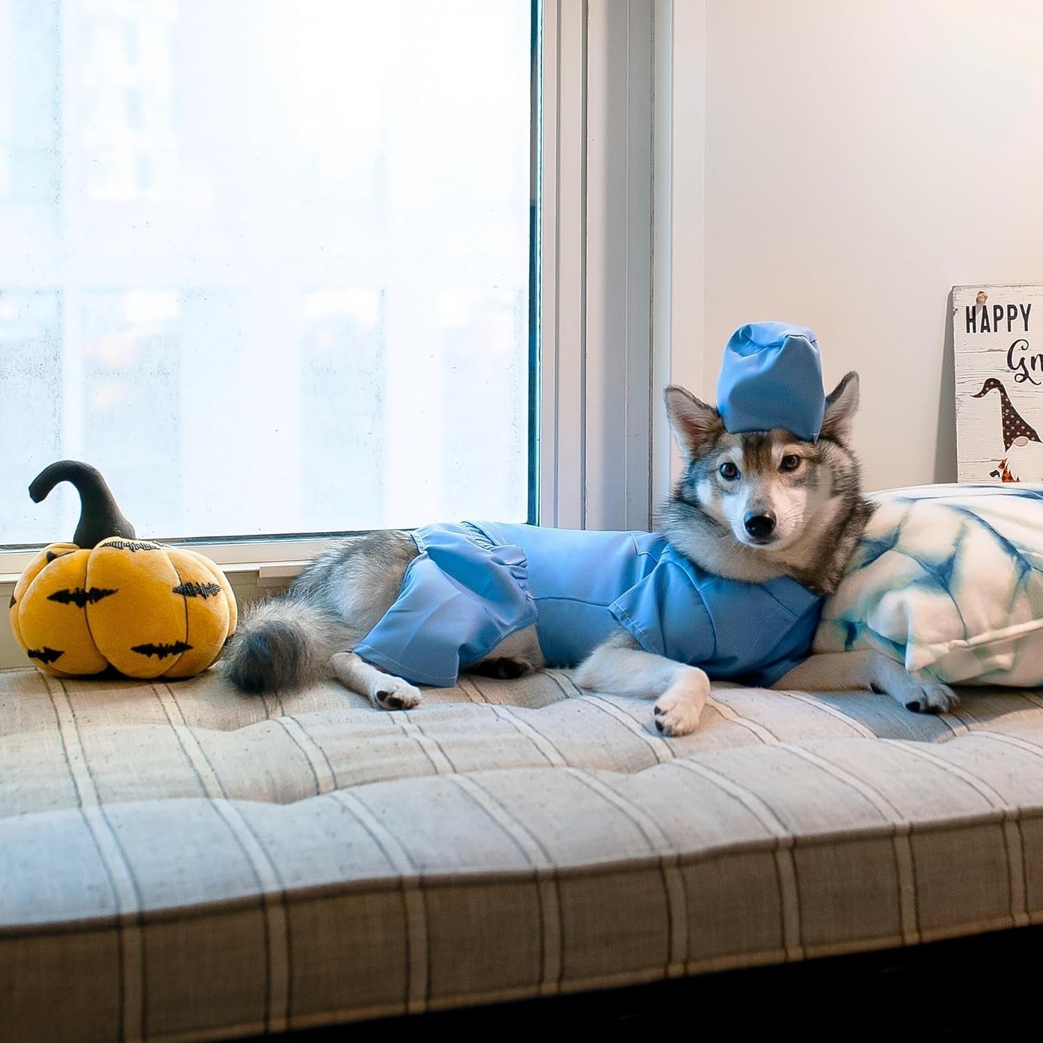 Scrubs Dog Costume (Medium)
