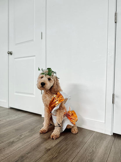 Toga Halloween Dog Costume (Large)