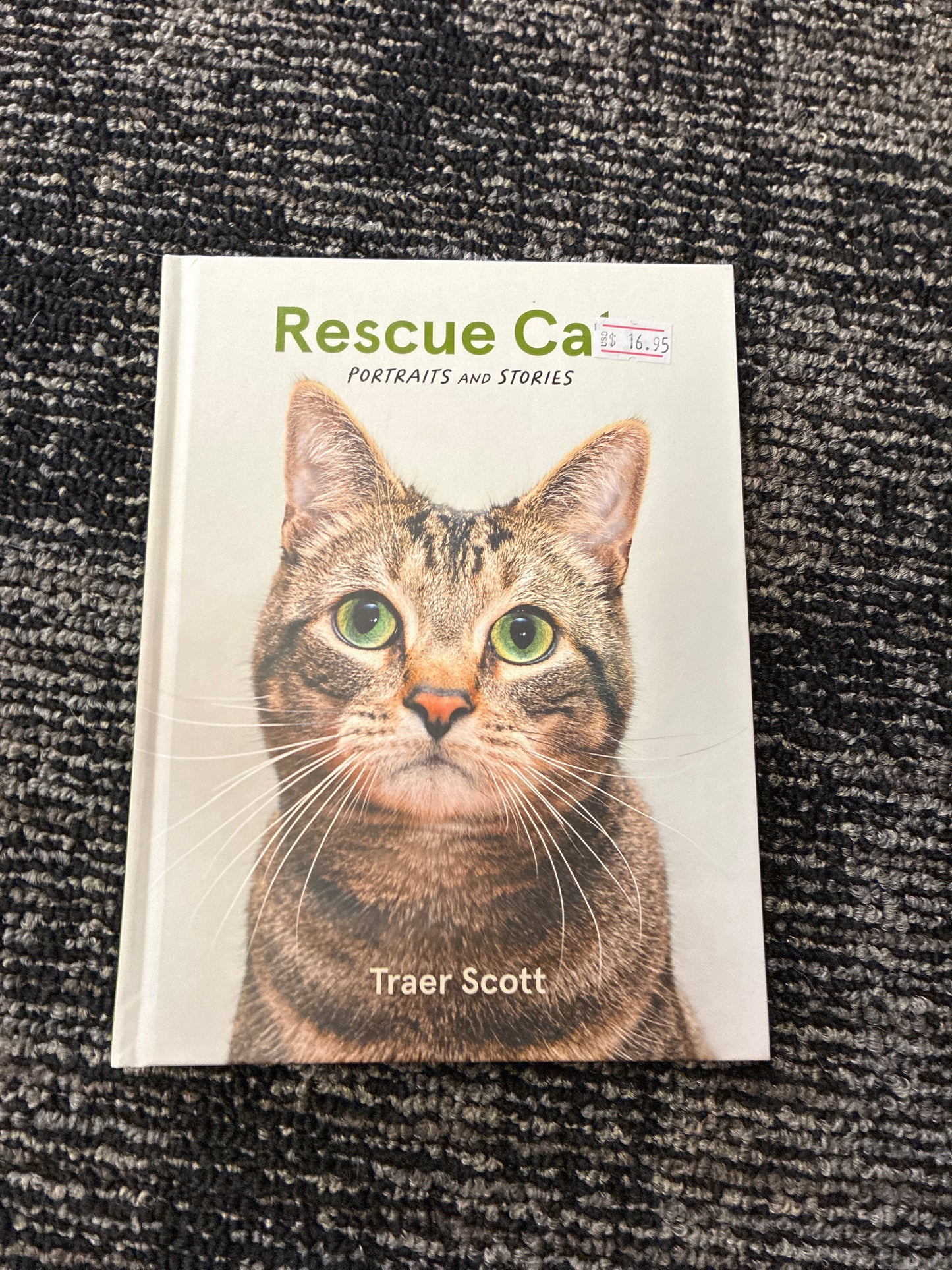 Rescue cat by Traer Scott
