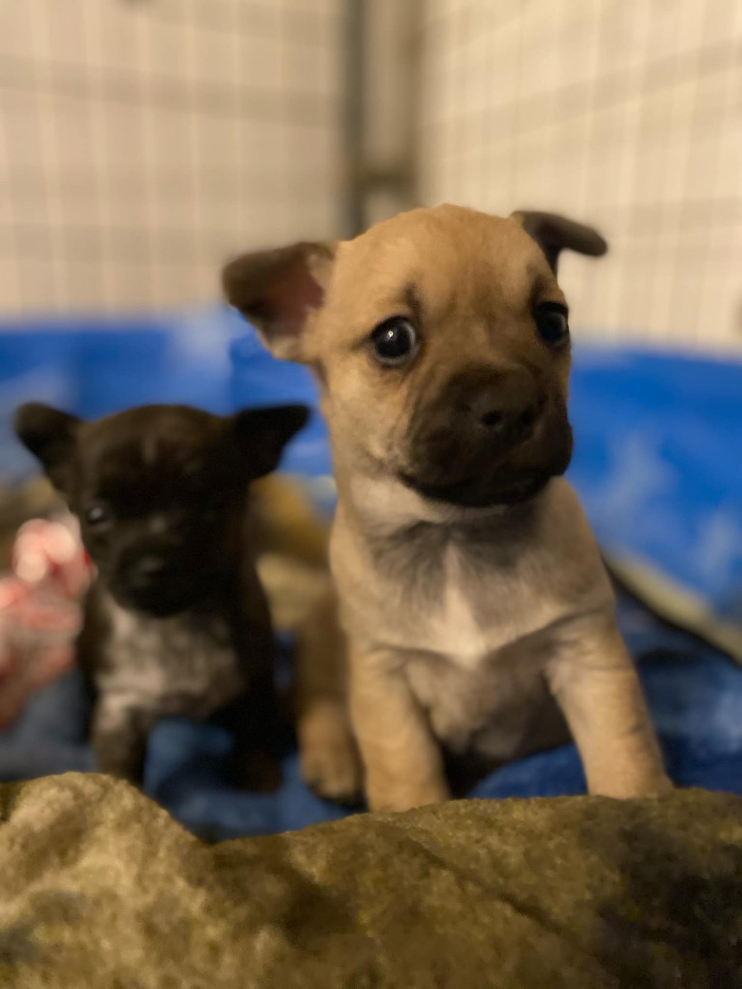 Chocolate Kiss- Tootsie Pop female puppy