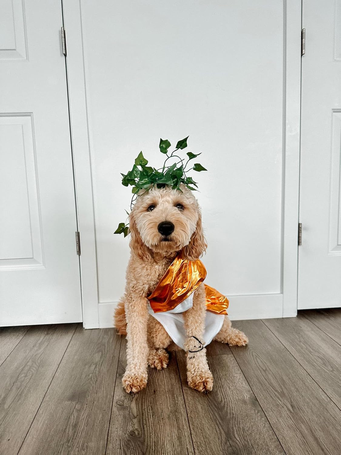 Toga Halloween Dog Costume (Large)