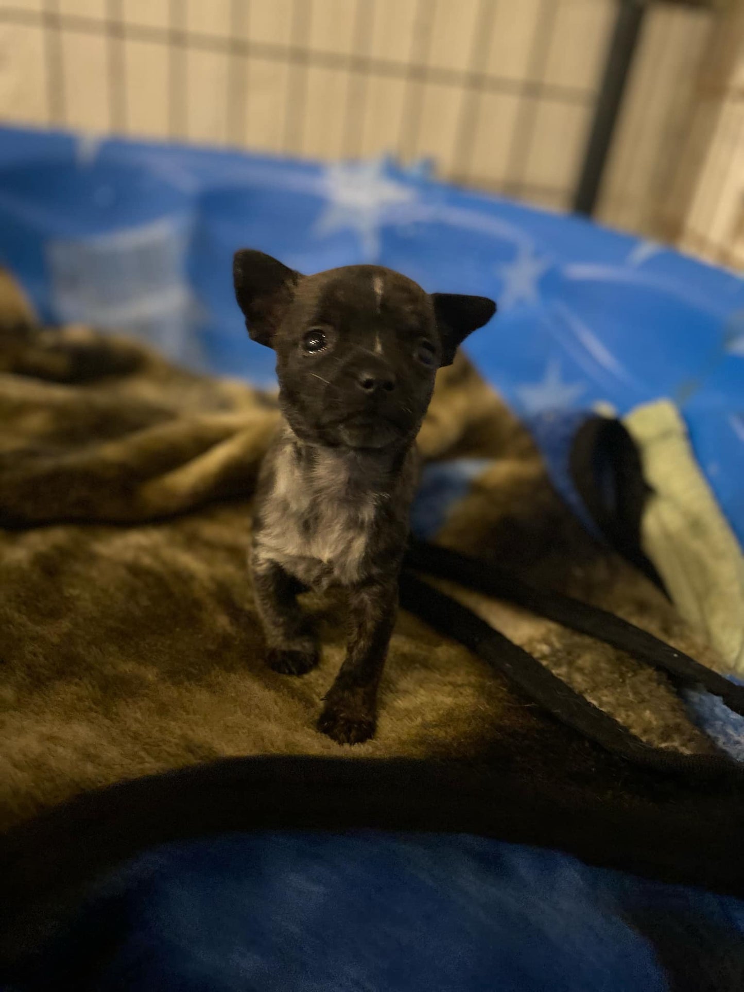 Chocolate Kiss- Tootsie Pop female puppy