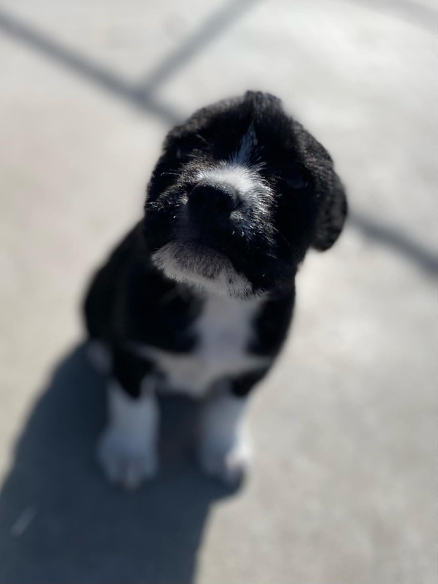 Swift-Taylor and Travis’ male puppy