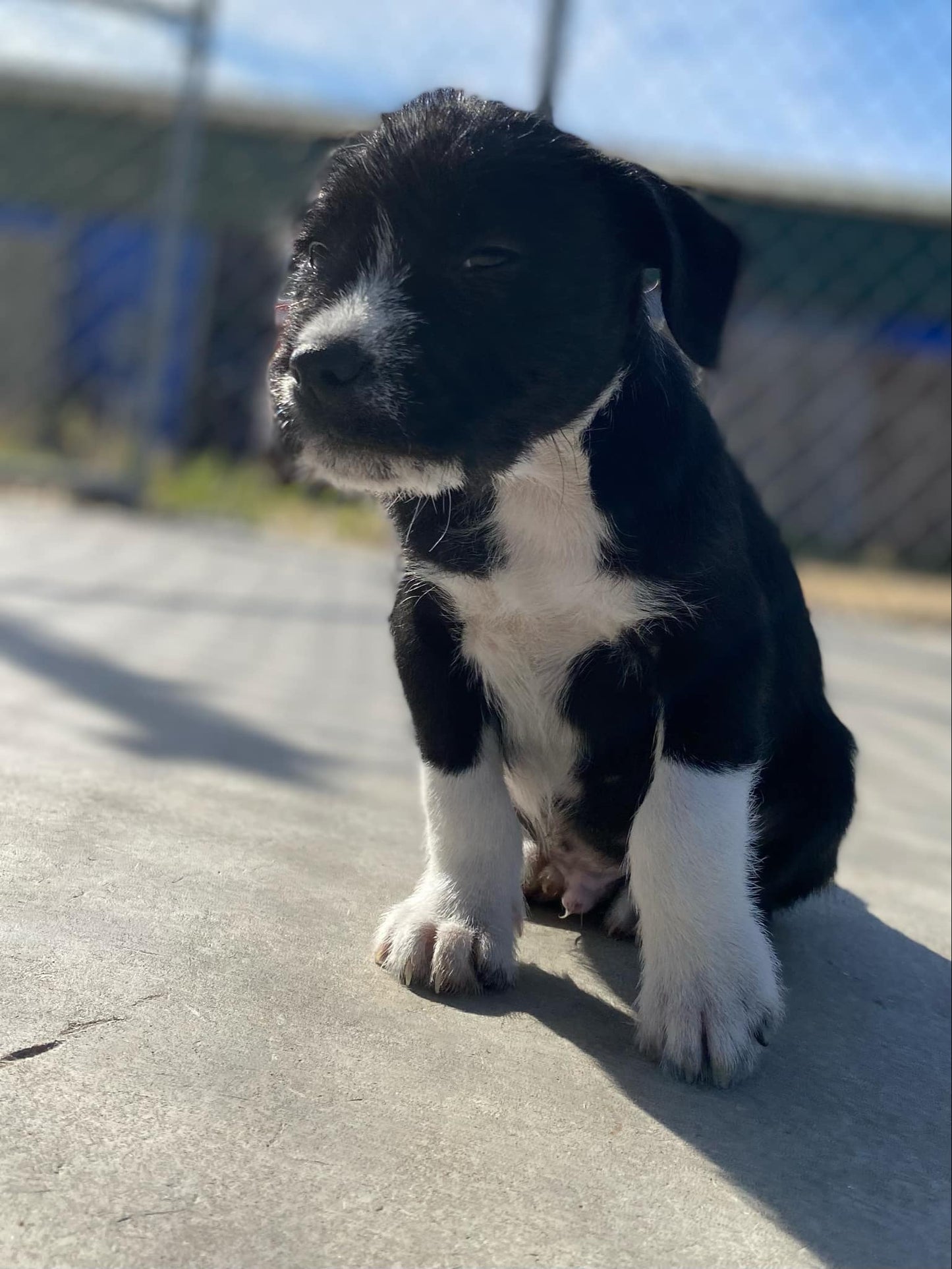 Swift-Taylor and Travis’ male puppy