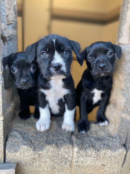 Swift-Taylor and Travis’ male puppy