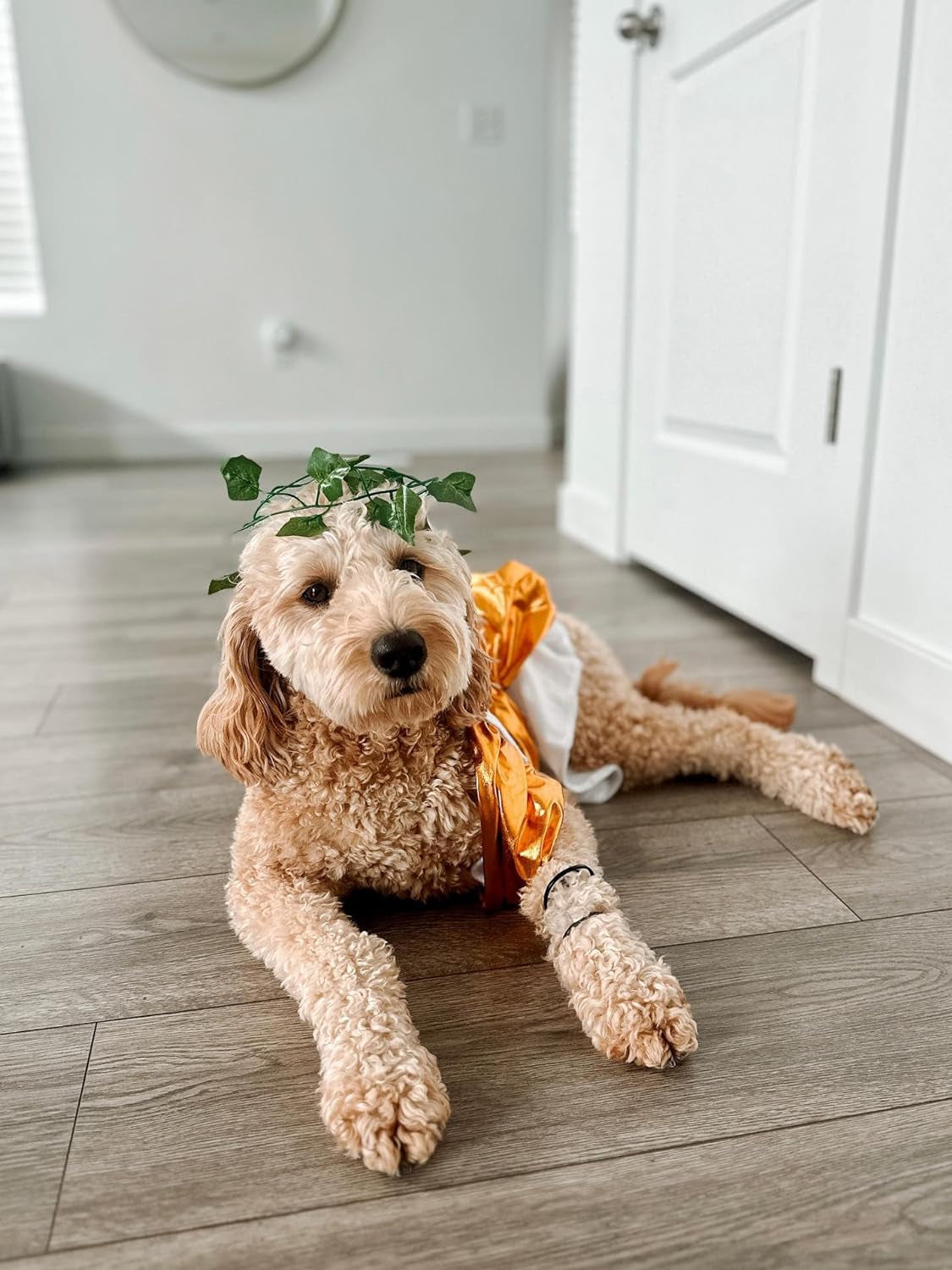 Toga Halloween Dog Costume (Large)