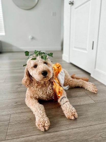 Toga Halloween Dog Costume (Large)